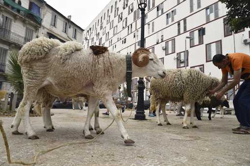 Sheeps are for sale in a northern district of Algiers, Saturday June 8, 2024, ahead of the Eid al-A…