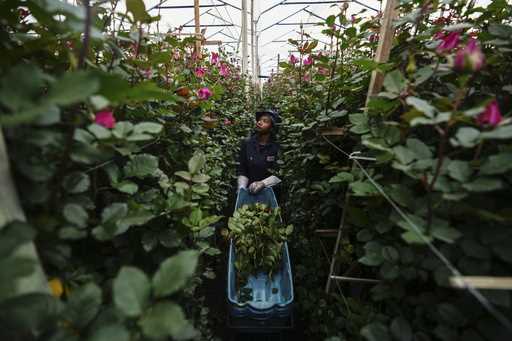 A worker cuts flowers intended for export to the U