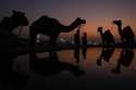 Camel herders bring their animals to a water tank at a camel fair in Pushkar, in the northwestern I…