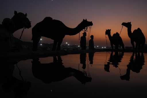 Camel herders bring their animals to a water tank at a camel fair in Pushkar, in the northwestern I…