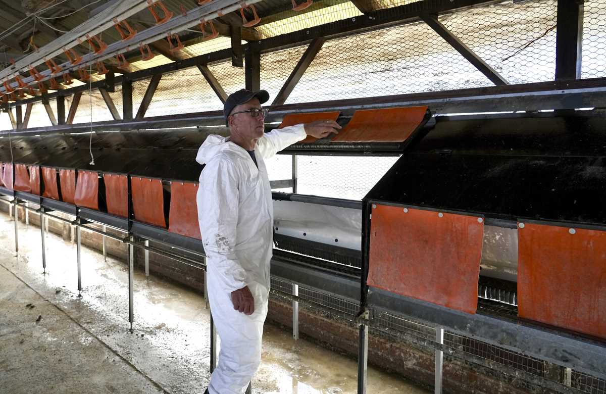 Avian flu is devastating farms in California's 'Egg Basket' as