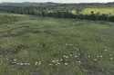 Cattle walk along an illegally deforested area in an extractive reserve near Jaci-Parana, Rondonia …