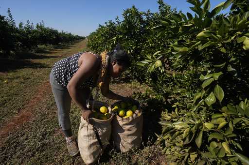 A worker harvests oranges on a farm in Mogi Guacu, Brazil, Thursday, June 13, 2024