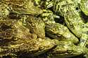 Crocodile babies rest together at a hatchling nursery in Phnom Tamao Zoo in Takeo province, Cambodi…