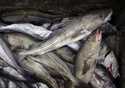 Cod fill a box on a trawler off the coast of Hampton Beach, N