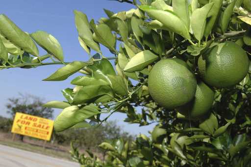 In this October 12, 2007 file photo, a for sale sign sits among an acreage of orange trees in Barto…