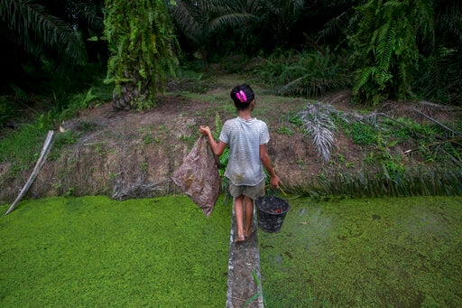 Child labor in palm oil industry tied to Girl Scout cookies