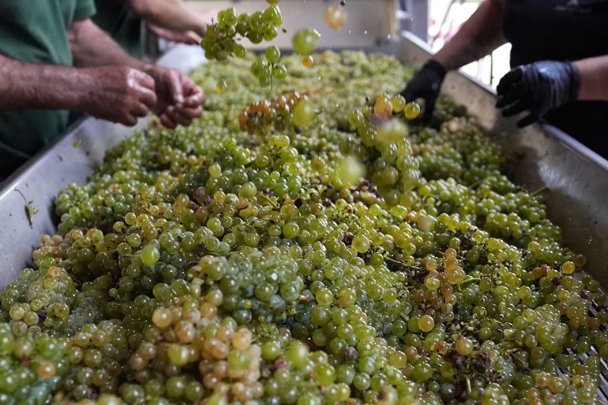 Drought forces earliest harvest ever in French wine country