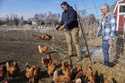 Red Star hens, a hybrid breed that lays large brown eggs, walk around outside their coop at Histori…