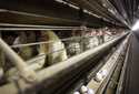 Chickens stand in their cages at a farm in Iowa, November 16, 2009