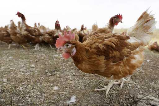 Chickens walk in a fenced pasture at an organic farm in Iowa on October 21, 2015