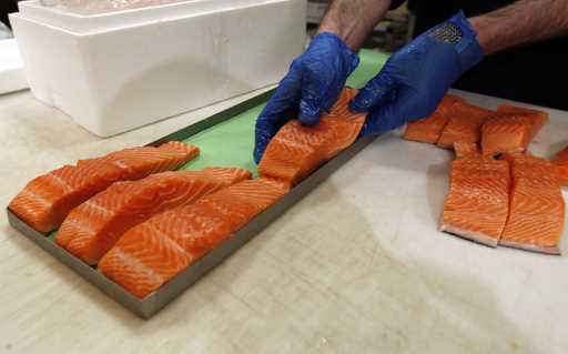 Canadian certified organic farm-raised King Salmon filets are placed on a tray in a store in Fairfa…