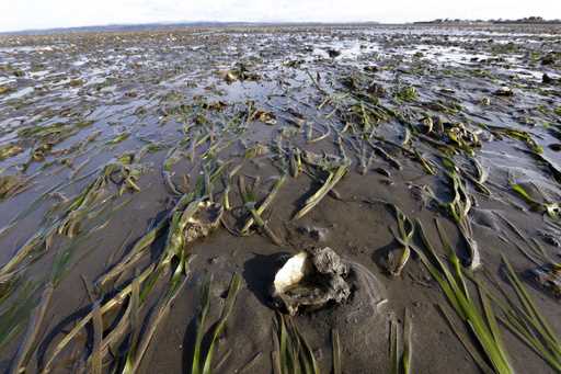 Grasses and yearling oysters, growing on the large 