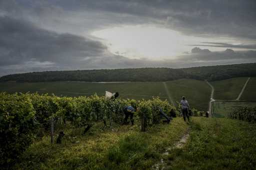 Grape-pickers harvests Chardonnay grapes at Domaine Lavantureux vineyards, in Chablis, Burgundy reg…