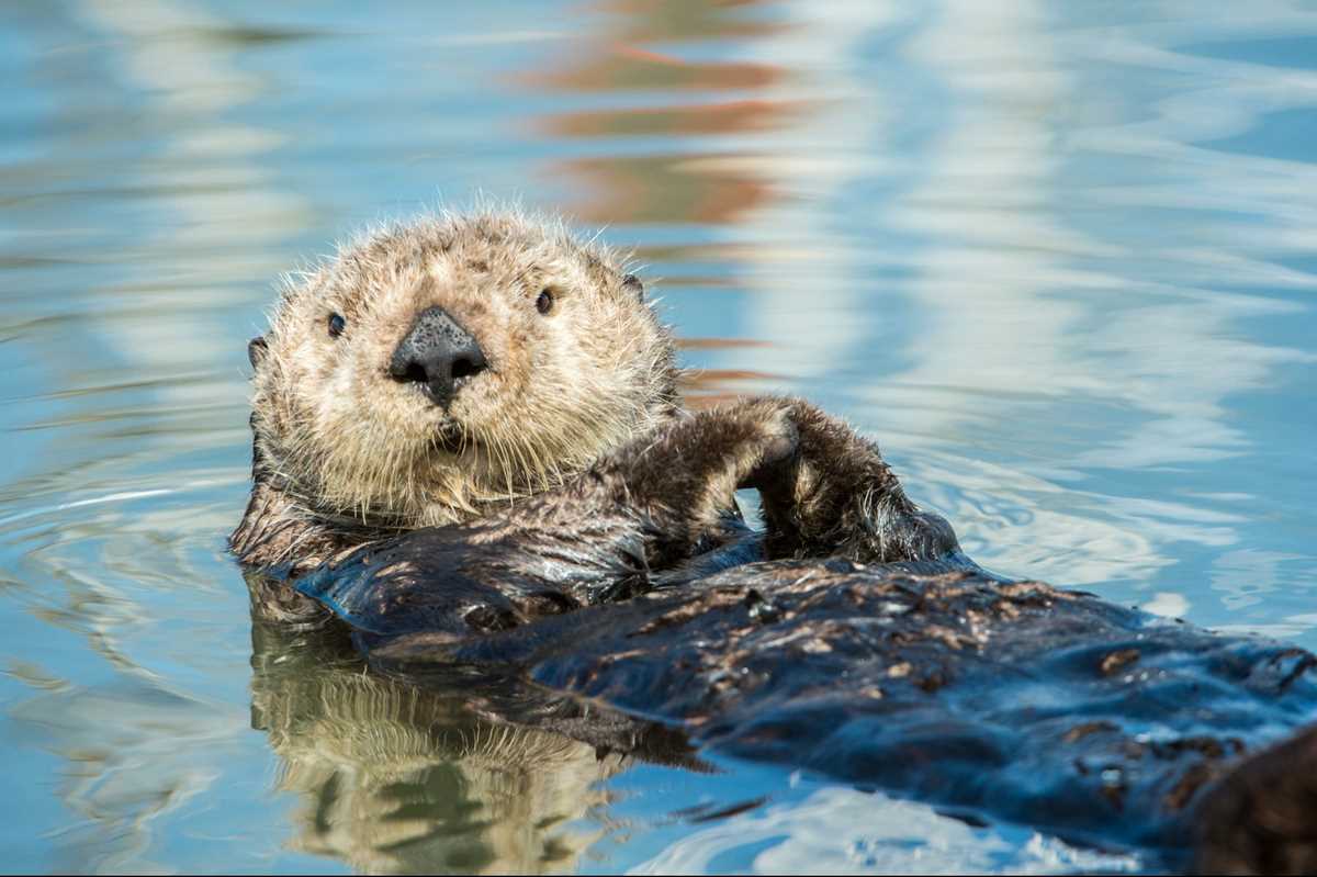 'I Was Scared.' A Crazed Sea Otter Keeps Attacking Surfers in Santa Cruz.