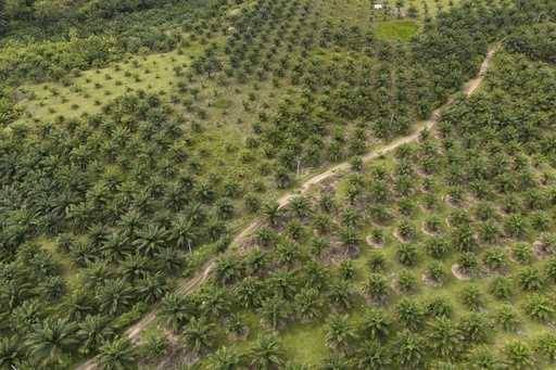 A palm oil plantation is visible in Polewali Mandar, South Sulawesi, Indonesia, April 23, 2024