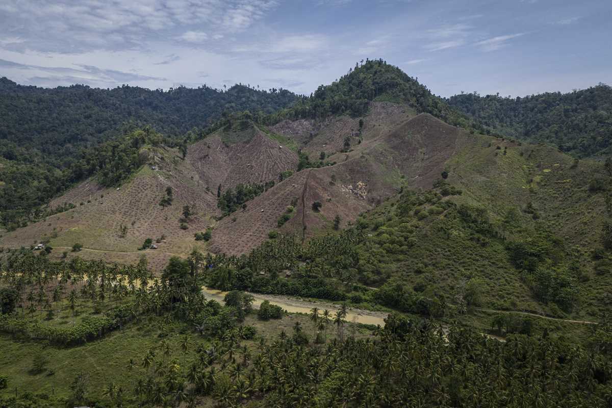 Indonesian Forests Pay The Price For The Growing Global Biomass Energy ...