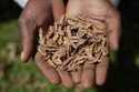 A lab technician holds indigenous seeds at the Genetic Resources Research Institute seed bank in Ki…