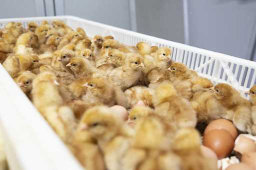 Newly hatched chicks are seen after being sorted in a machine that provides a new technique to enab…