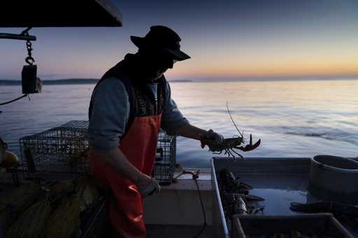 Max Oliver moves a lobster to the banding table aboard his boat while fishing off Spruce Head, Main…