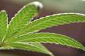 A marijuana leaf on a plant at a cannabis grow on May 20, 2019, in Gardena, Calif