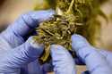 A worker pulls leaves from the flower of a cannabis plant at Greenlight Dispensary, October 31, 202…