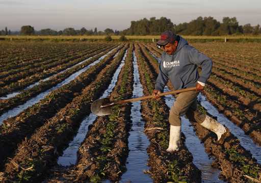 A farm worker irrigates black bean plants with wastewater near Tepatepec, Hidalgo state, Mexico, Ap…