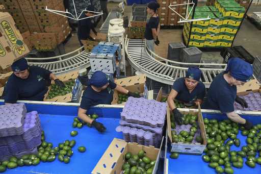 Workers sort avocados at a packing plant in Uruapan, Mexico Wednesday, November 27, 2024