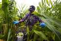 Farmer Sylvain Bukasa, a refugee from Democratic Republic of the Congo, harvests corn on his plot a…