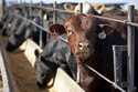 Cattle eat at a feedlot in Columbus, Nebraska, June 10, 2020. (AP Photo/Nati Harnik, File)