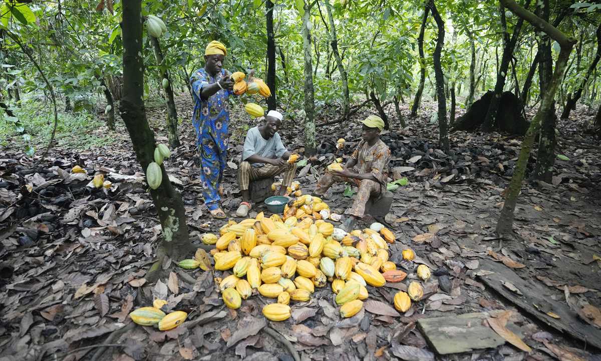 Cocoa Grown Illegally In A Nigerian Rainforest Heads To Companies That Supply Major Chocolate Makers 6053