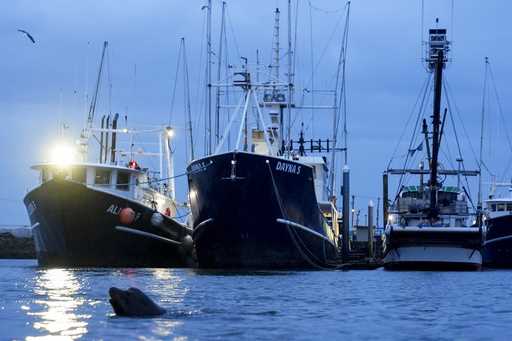 A sea lion swims in front of the Dayna S, at center, a McAdam's Fish boat, Wednesday, January 31, 2…