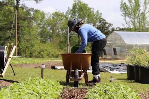 This photo provided by Sipp Culture shows farm apprentice Kira Cummings working on the Sipp Culture…
