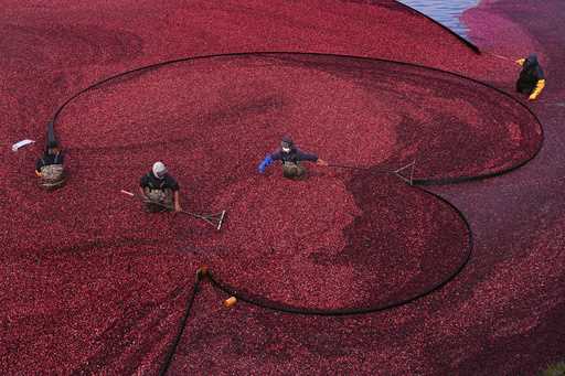 Workers position floating booms while wet harvesting cranberries at Rocky Meadow Bog, November 1, 2…