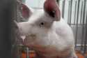 A pig stands in a pen at the Revivicor research farm near Blacksburg, Va