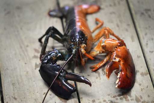 A two-toned lobster is seen in a marine sciences lab at the University of New England, Thursday, Se…