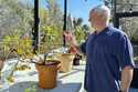 Health sales care executive Mike Waldron looks at a cumquat tree in the sunroom at his home in St