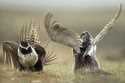 In this May 9, 2008, file photo, male sage grouses fight for the attention of females southwest of …