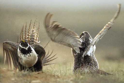 In this May 9, 2008, file photo, male sage grouses fight for the attention of females southwest of …