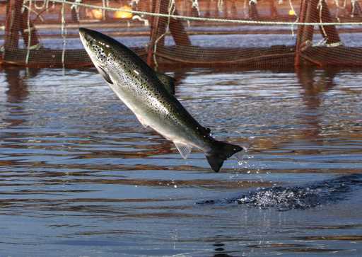 An Atlantic salmon leaps in a Cooke Aquaculture farm pen near Eastport, Maine, on October 11, 2008