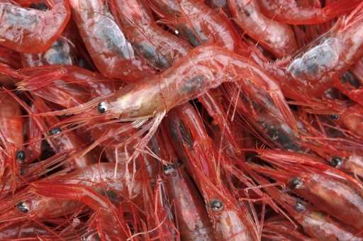 In this January 6, 2012, file photo, northern shrimp lie in a pile aboard a trawler in the Gulf of …