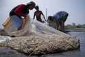 Workers harvest shrimps at a farm in Kebumen, Central Java, Indonesia, Tuesday, Sept