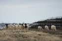 Sheep graze on a solar farm owned by SB Energy on Tuesday, December 17, 2024, in Buckholts, Texas