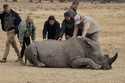A sedated rhino is prepared to be tranquilized, before a hole is drilled into its horn and isotopes…