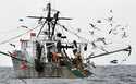 FILE- Gulls follow a commercial fishing boat as crewmen haul in their catch in the Gulf of Maine, i…