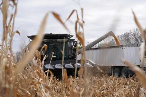 Martin Larsen transfers corn from his combine to a delivery truck, October 18, 2024, in Oronoco, Mi…