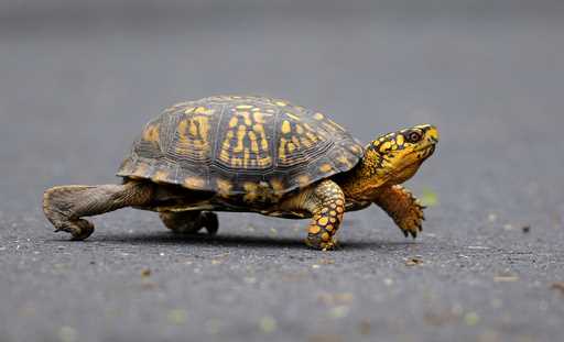 In a photo taken Saturday May, 2, 2009, a male Eastern Box Turtle moves across a path at Wildwood L…