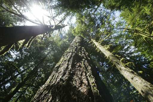 Old-growth Douglas fir trees stand along the Salmon River Trail, June 25, 2004, in Mt