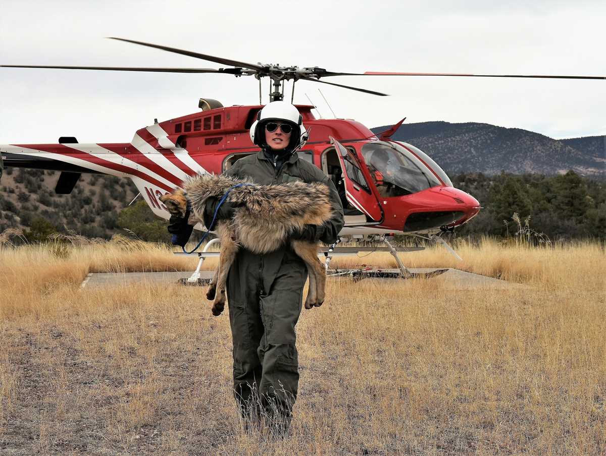 Us Wildlife Officials Aim To Address Illegal Wolf Killings