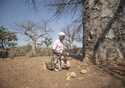 Loveness Bhitoni picks up fallen baobab fruit under a baobab tree in Mudzi, Zimbabwe, Thursday,Augu…